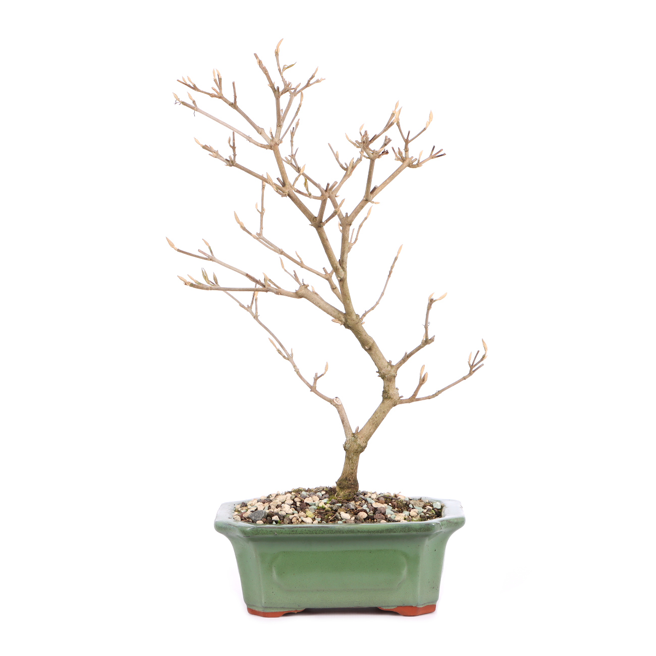 Callicarpa japonica 'Leucocarpa'