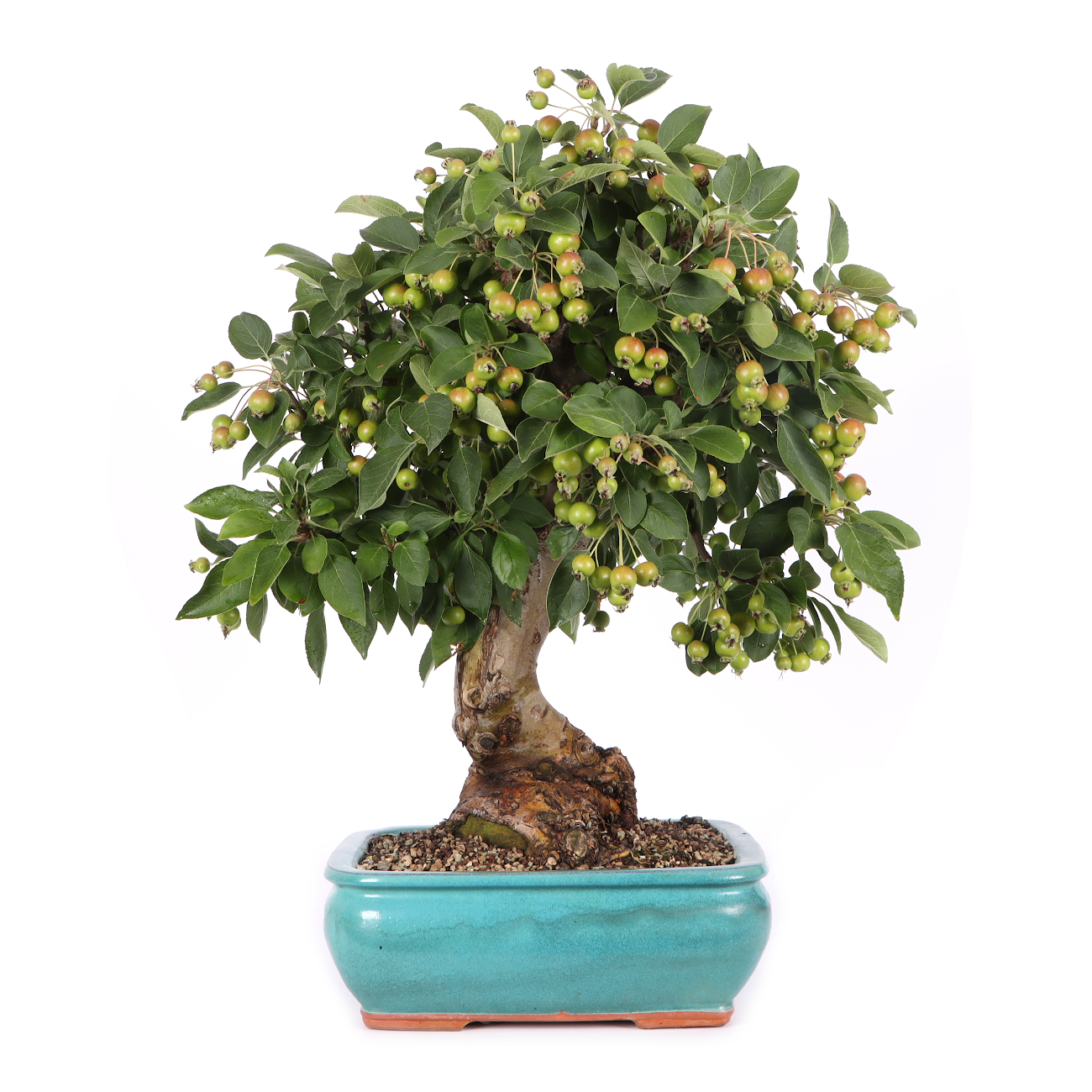 Malus spec.