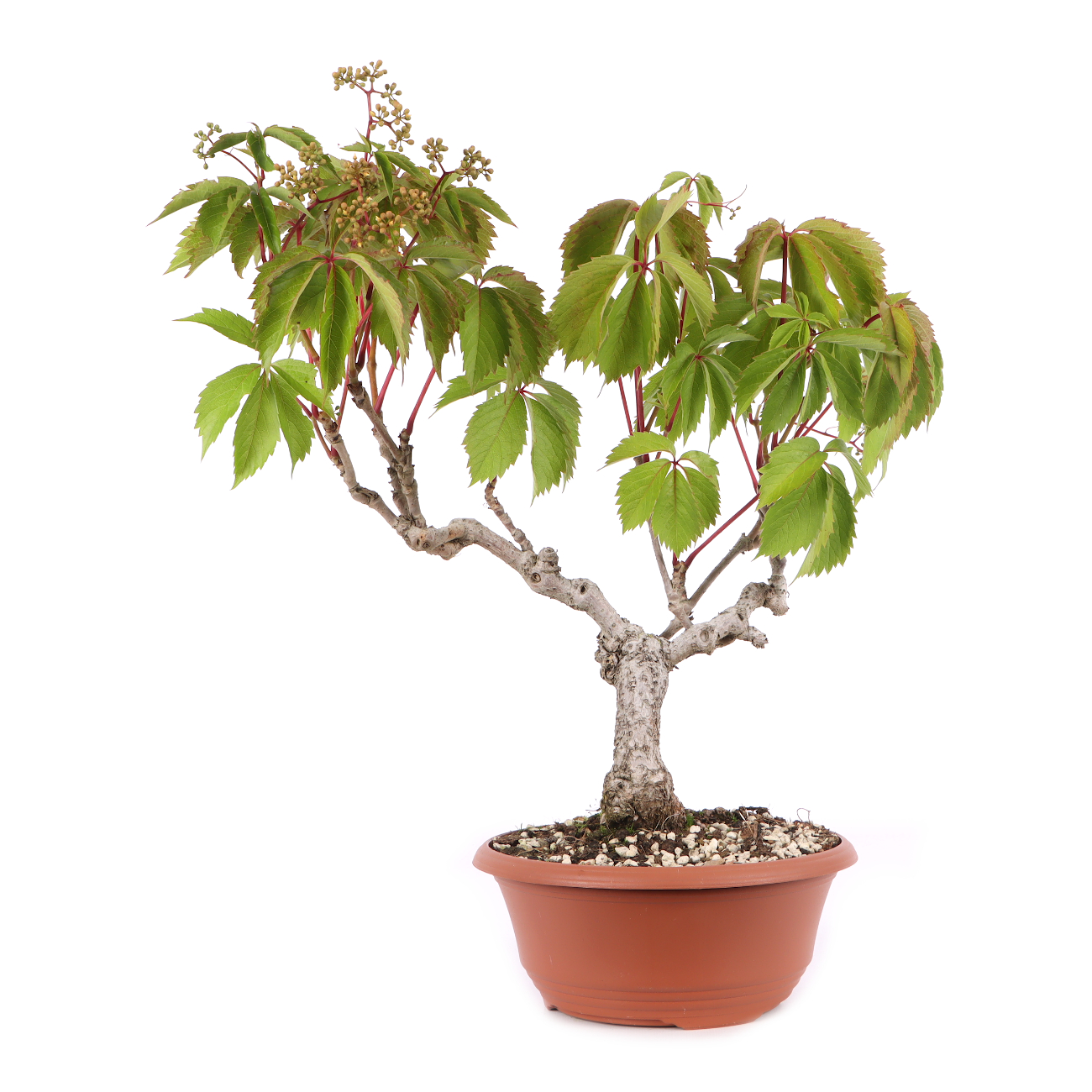 Parthenocissus quinquefolia