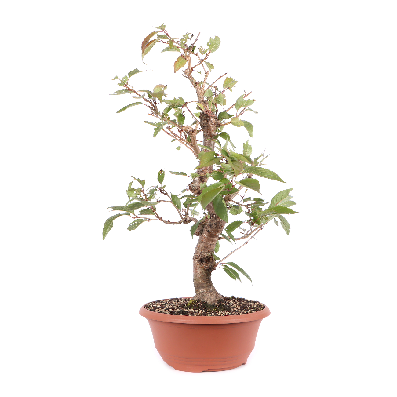 Prunus 'Accolade'
