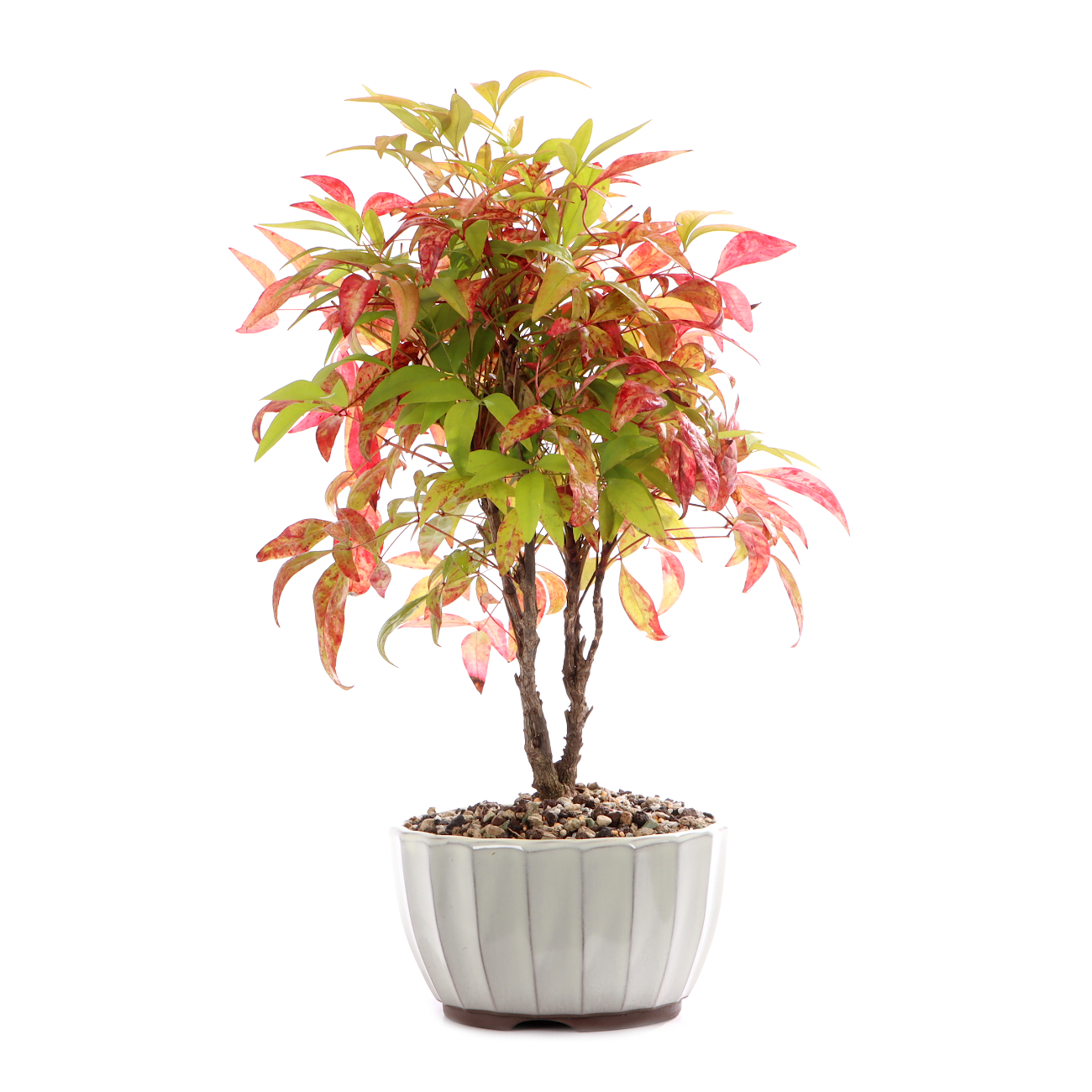 Nandina domestica 'Fire Power'