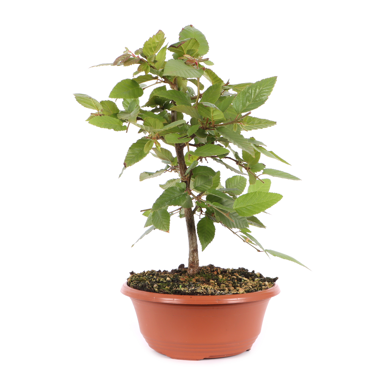 Carpinus turczaninowii