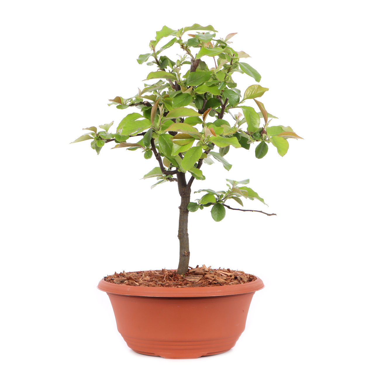 Pseudocydonia sinensis