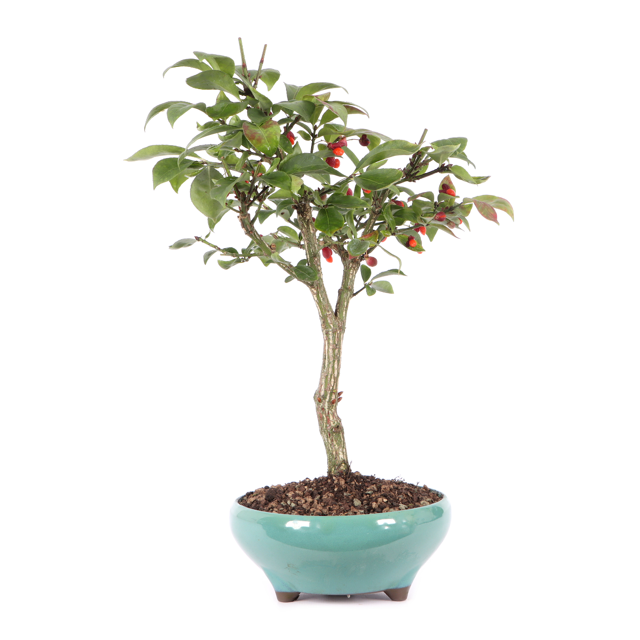 Euonymus alatus 'Compactus'