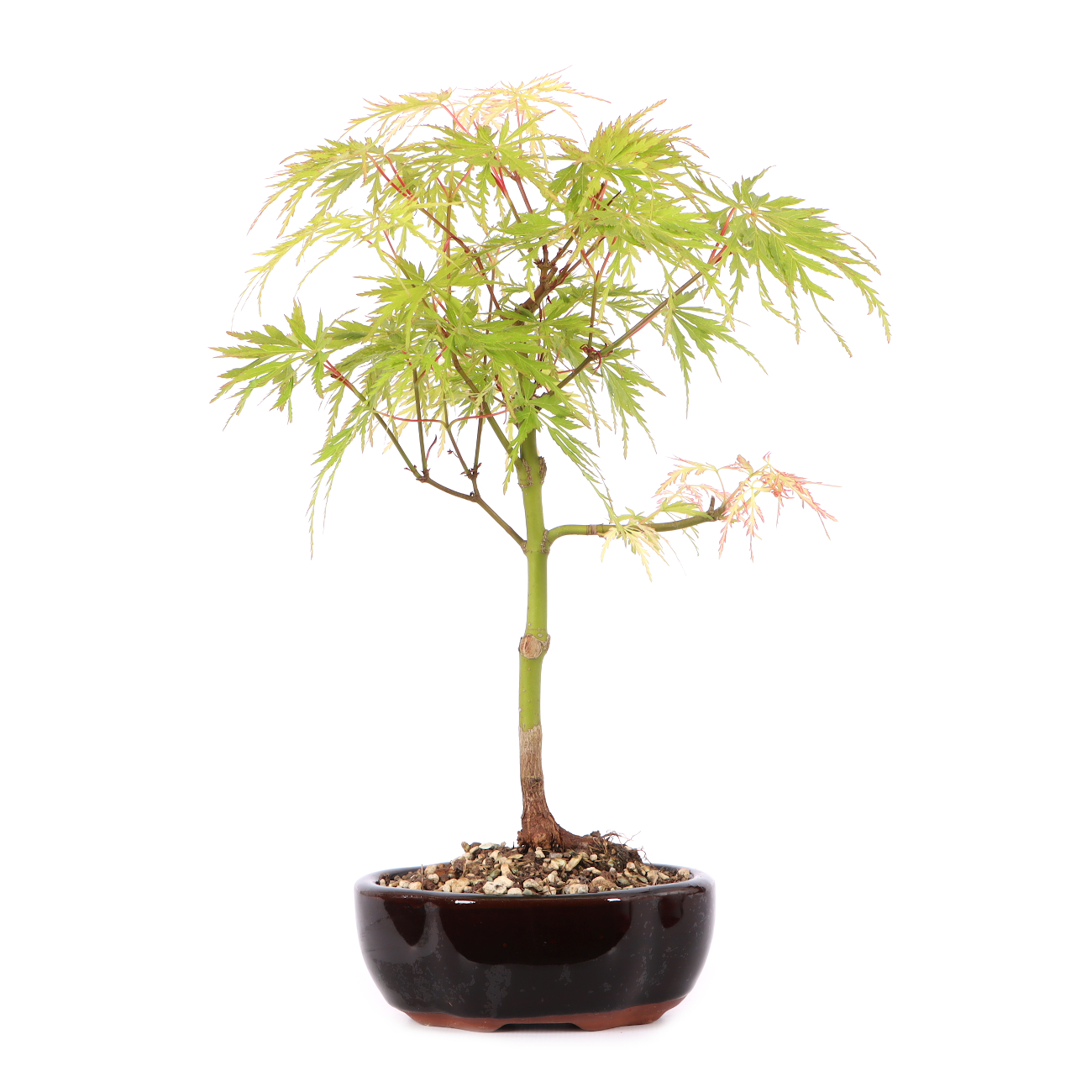 Acer palmatum 'Seiryu'