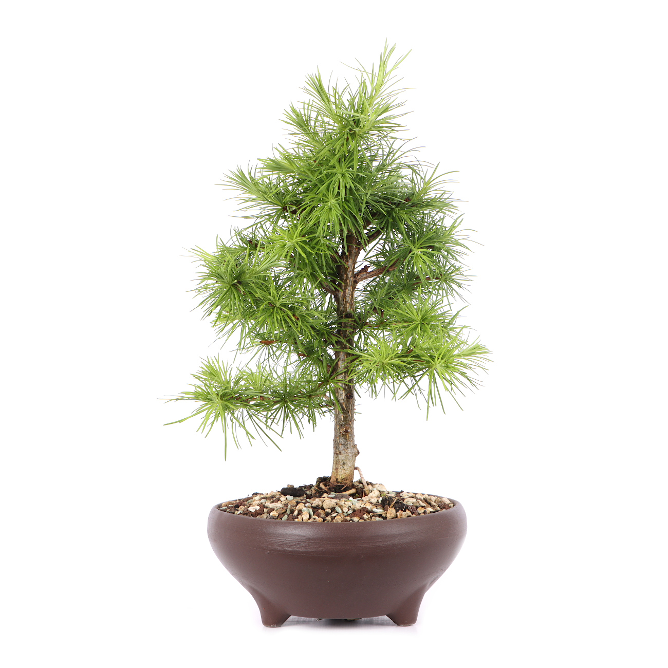 Larix kaempferi
