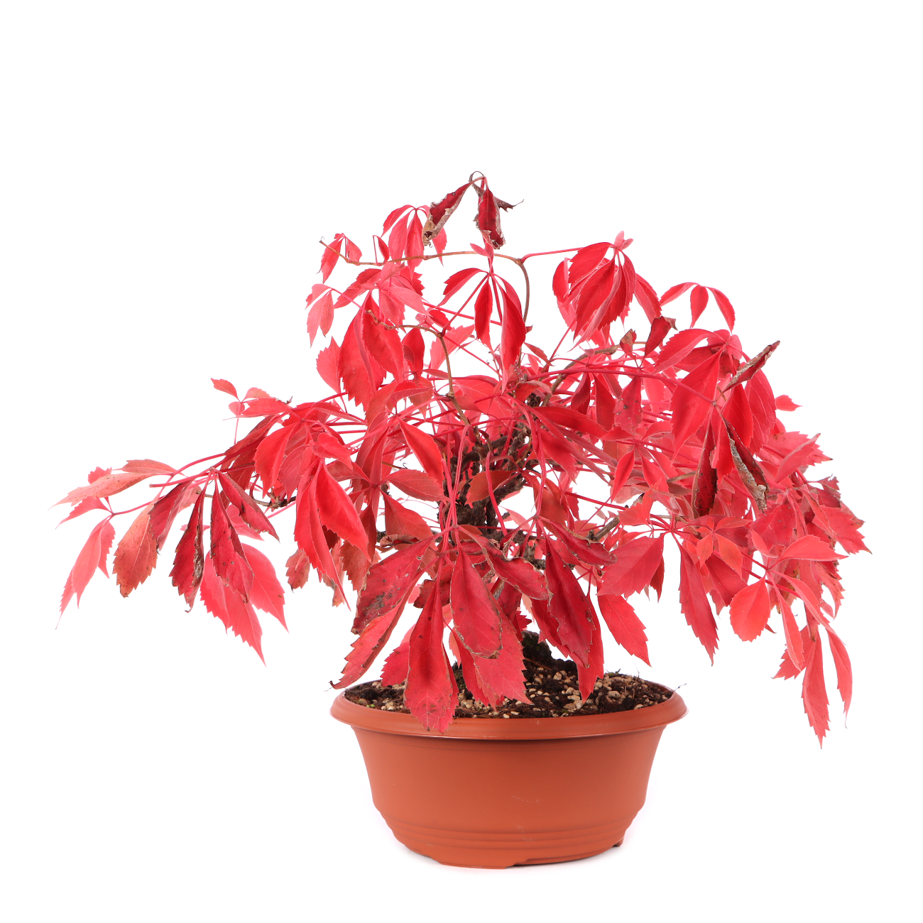 Parthenocissus quinquefolia