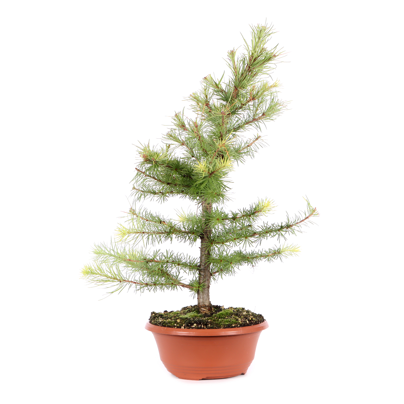 Larix kaempferi