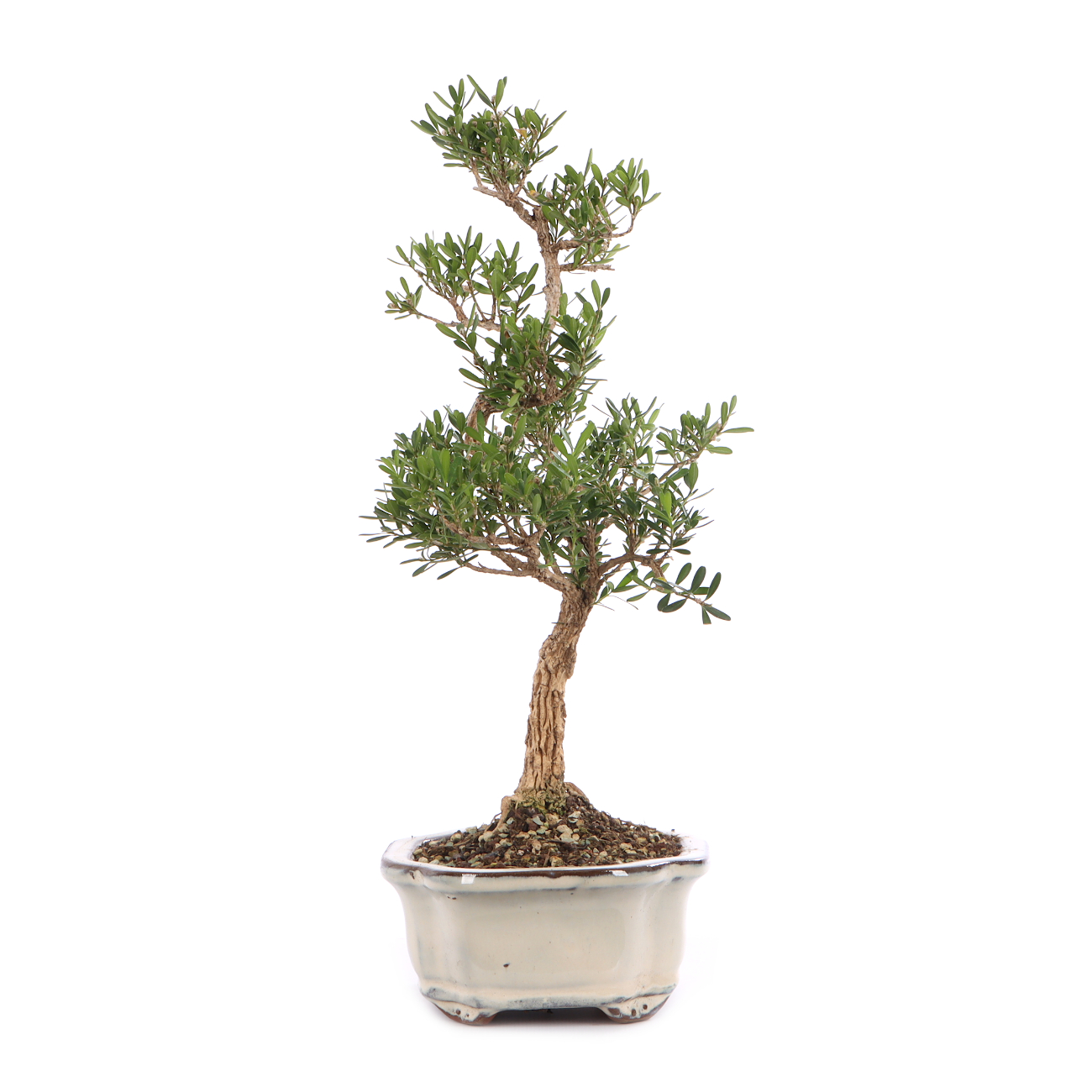 Buxus sinica var. sinica