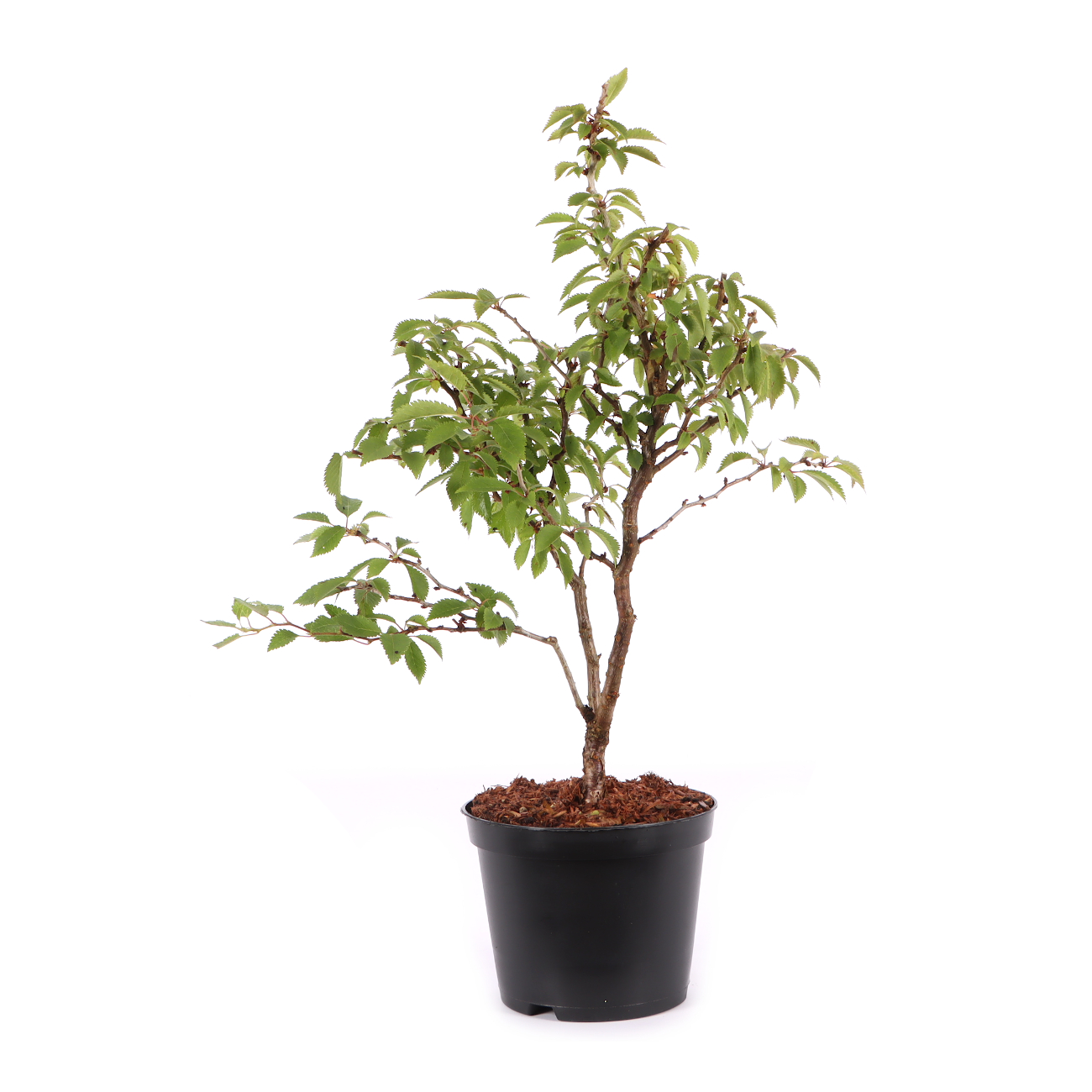 Prunus incisa 'Kojou-no-mai'