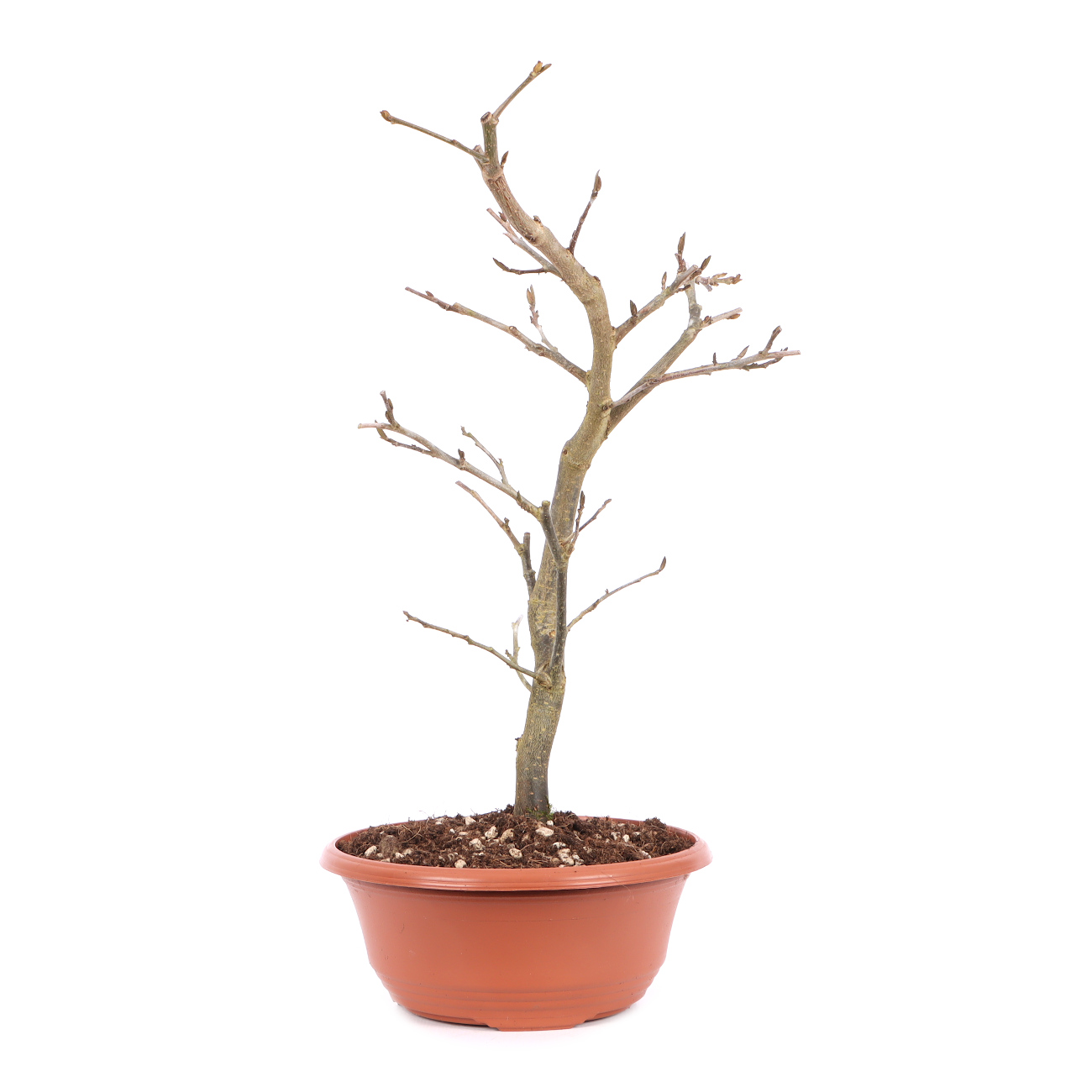 Parrotia persica 'Vanessa'