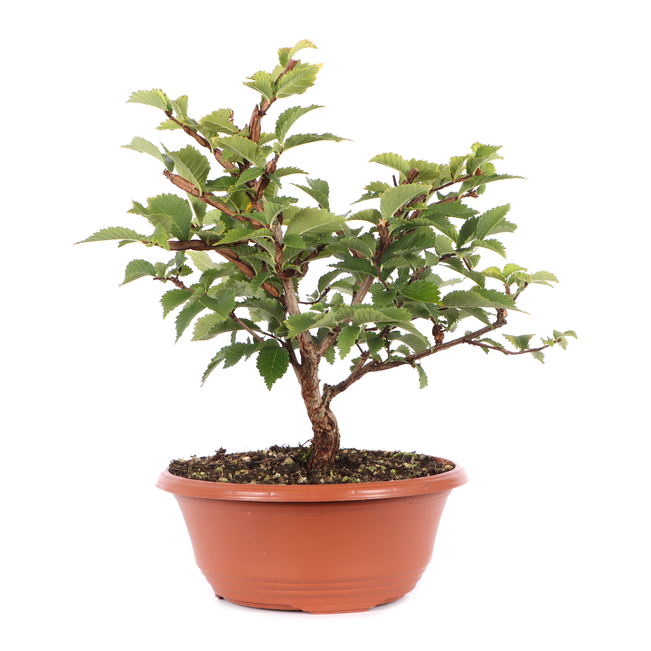 Ulmus minor var.