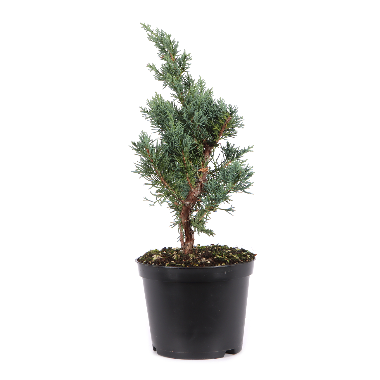 Juniperus chinensis ‘Blaauw‘