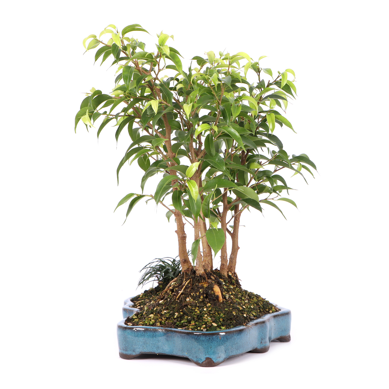 Seitenansicht rechts