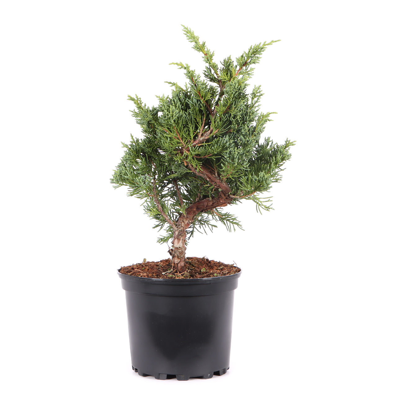 Juniperus chinensis ‘Blaauw‘
