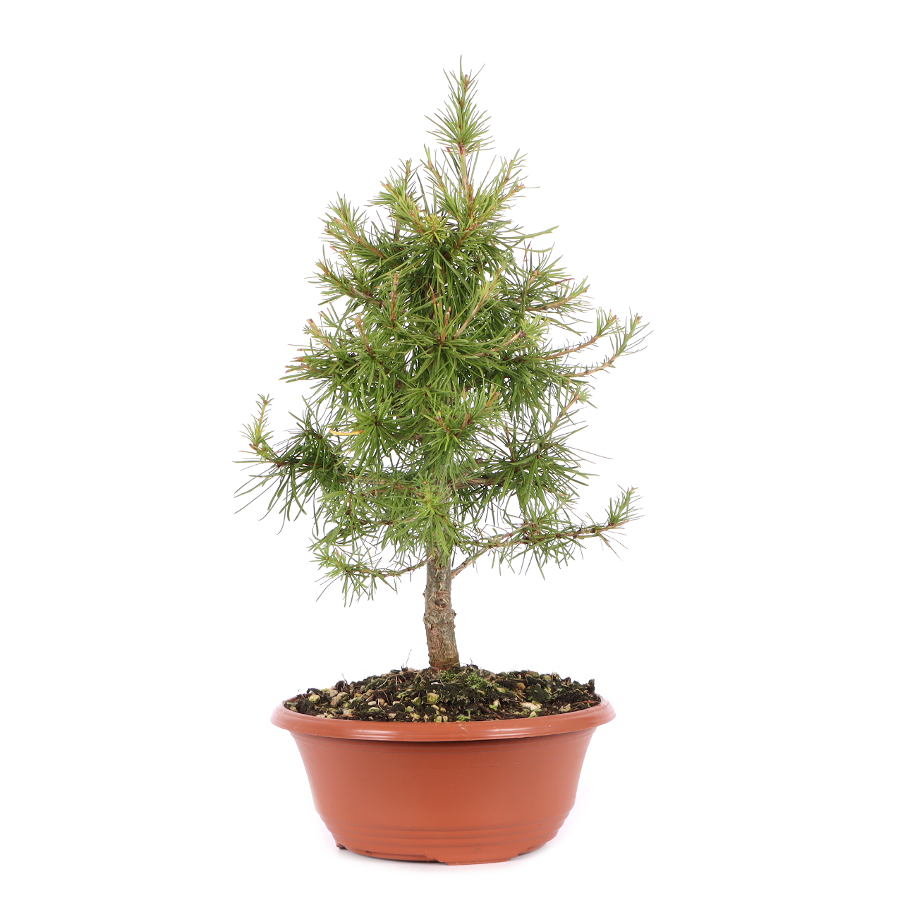 Larix decidua