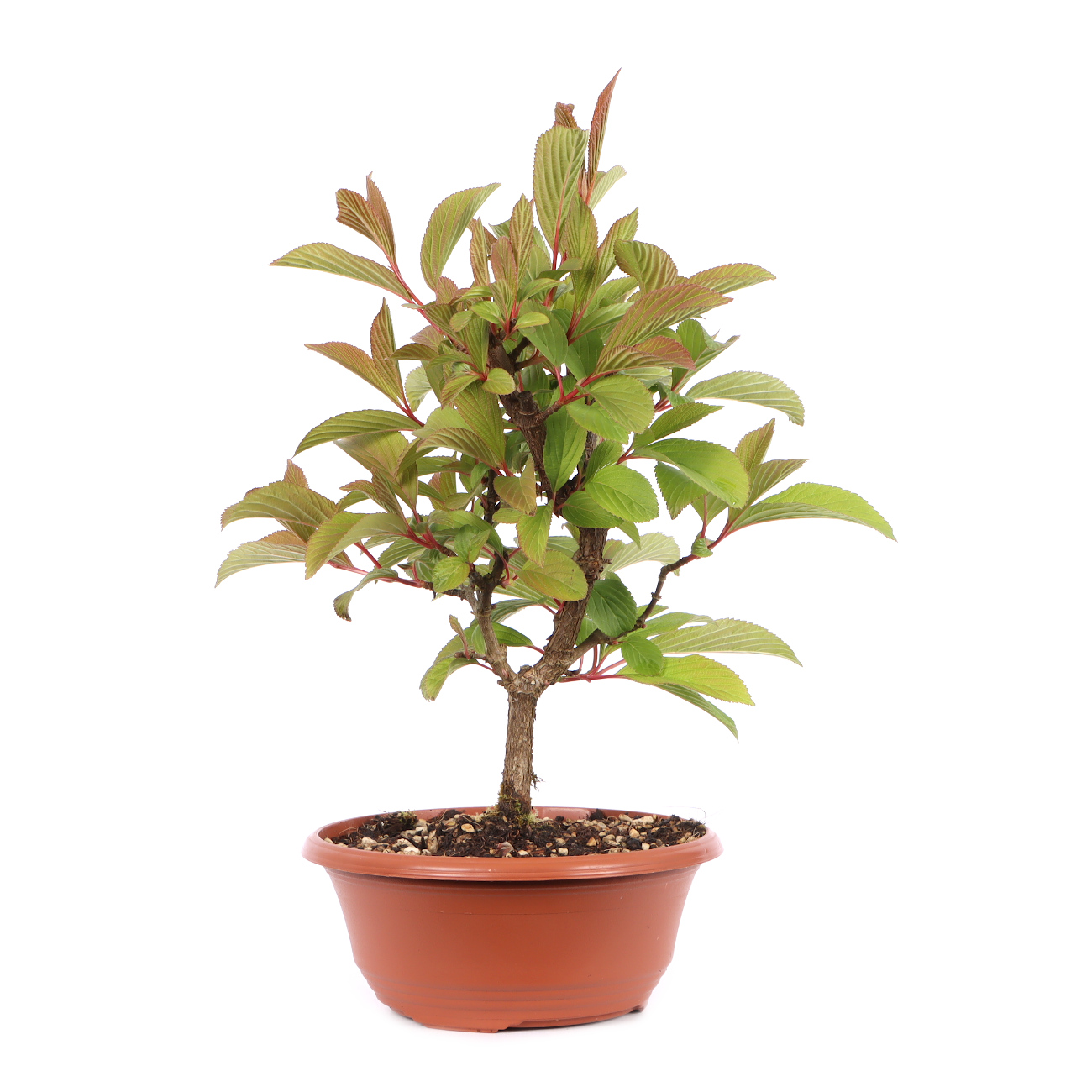 Viburnum x bodnantense 'Dawn'