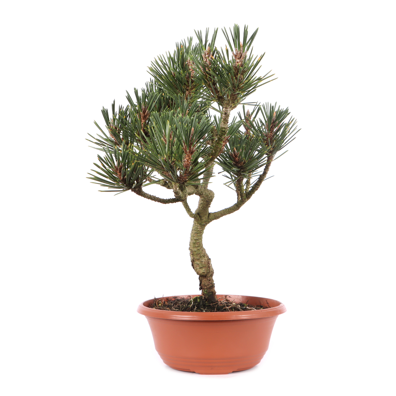 Pinus thunbergii 'Kotobuki'