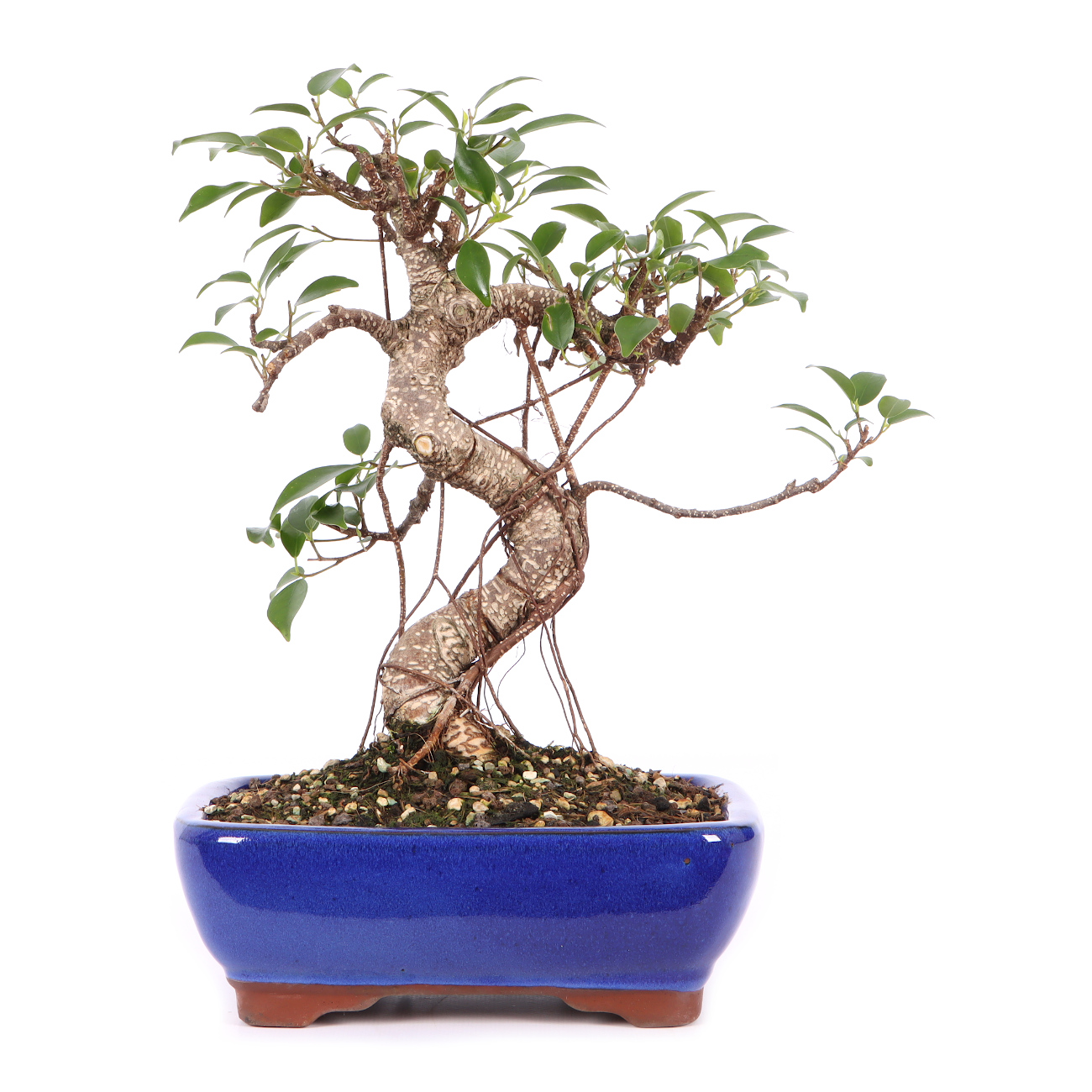 Ficus microcarpa 'Tiger Bark'