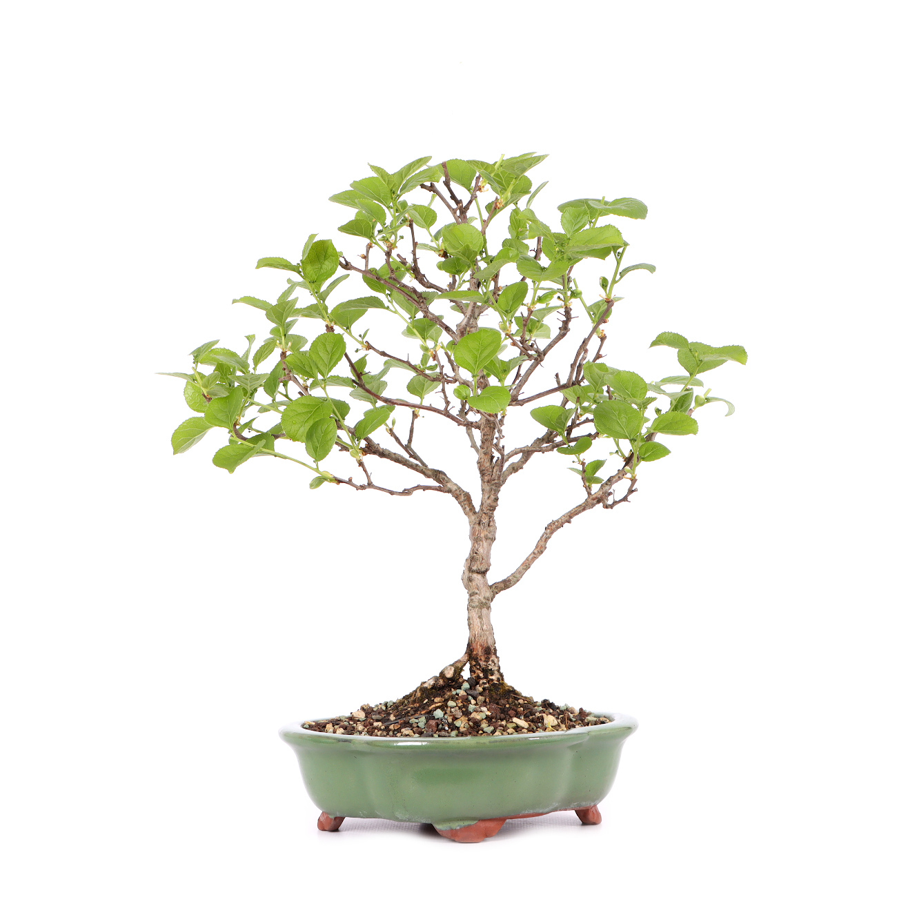 Celastrus orbiculatus