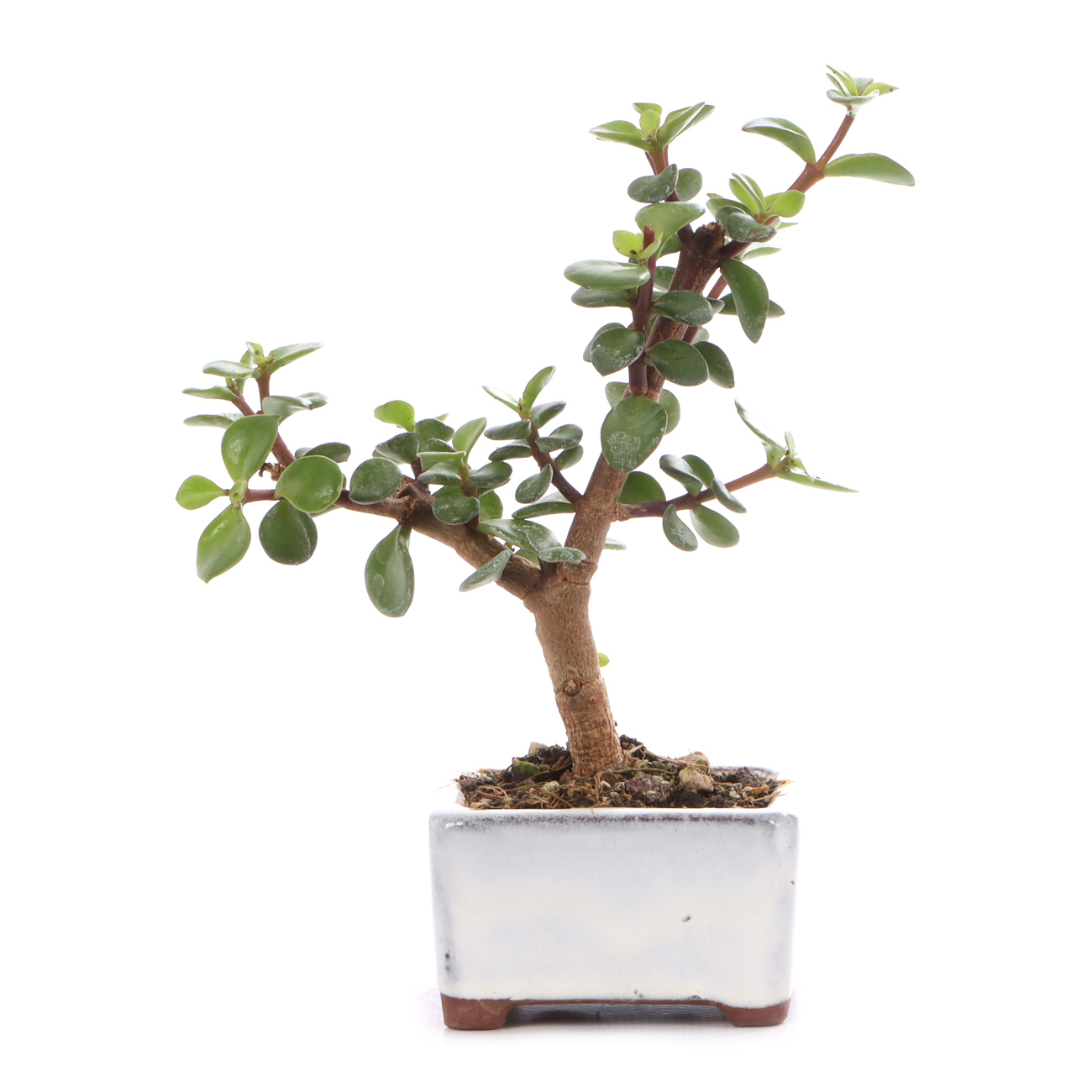 Portulacaria afra