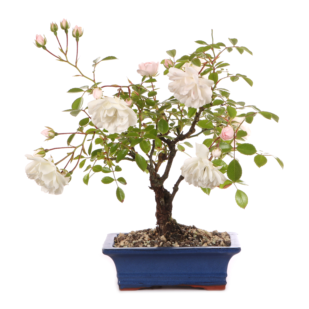 Rosa spec. - weiß