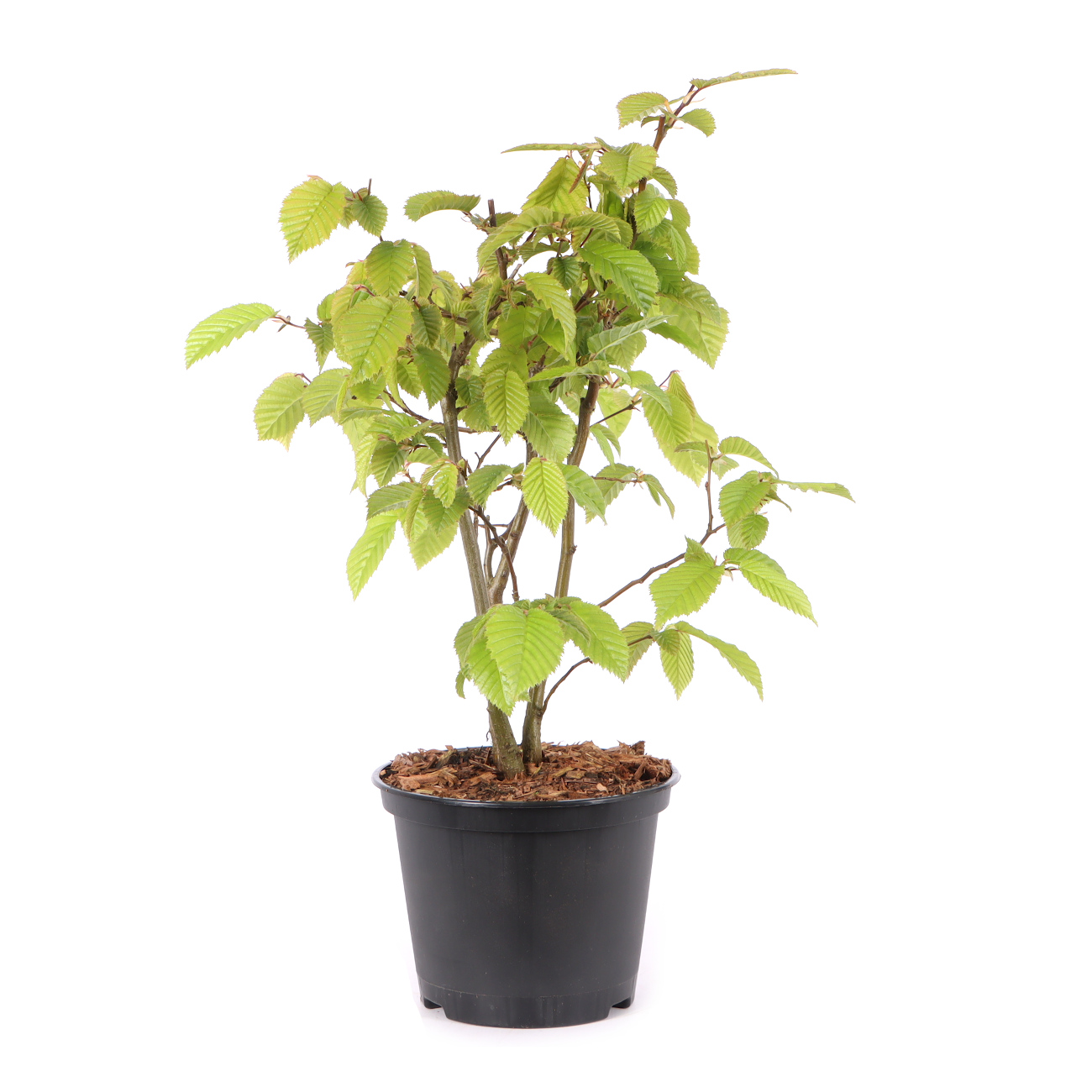 Carpinus betulus