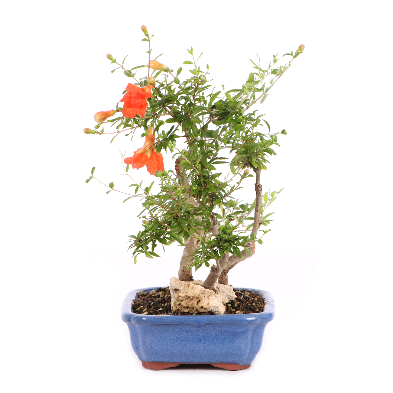 Punica granatum 'Nana'