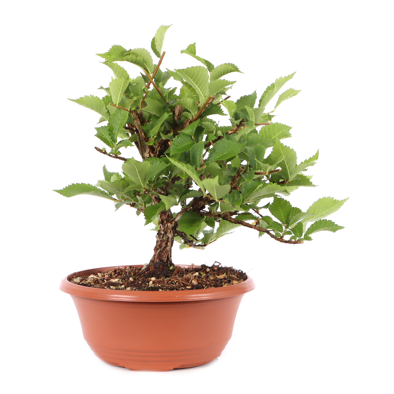 Ulmus minor var.