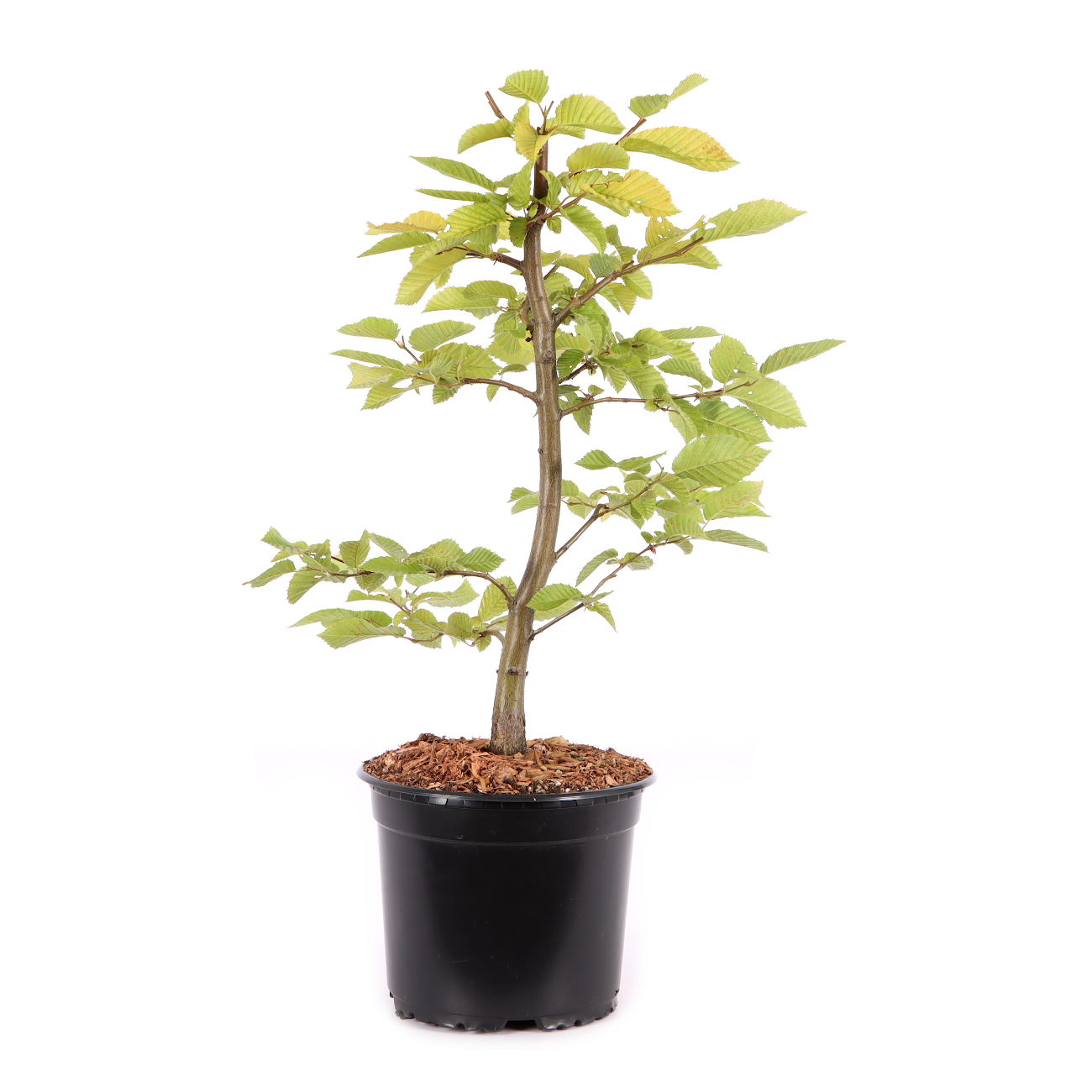 Carpinus betulus