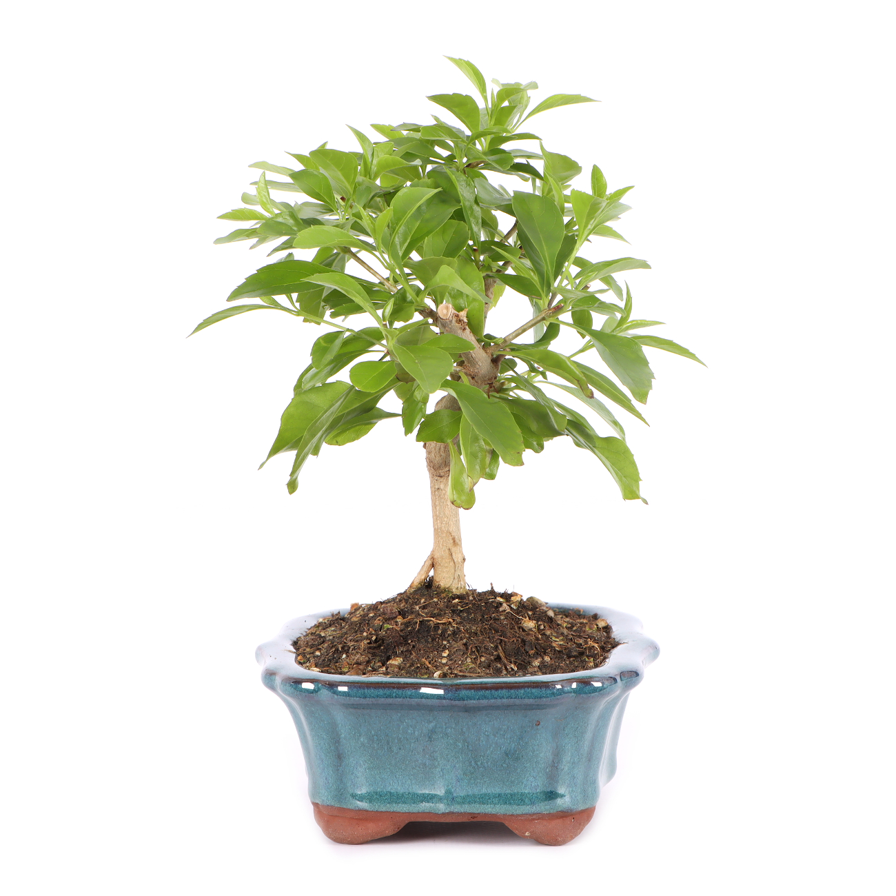 Duranta erecta