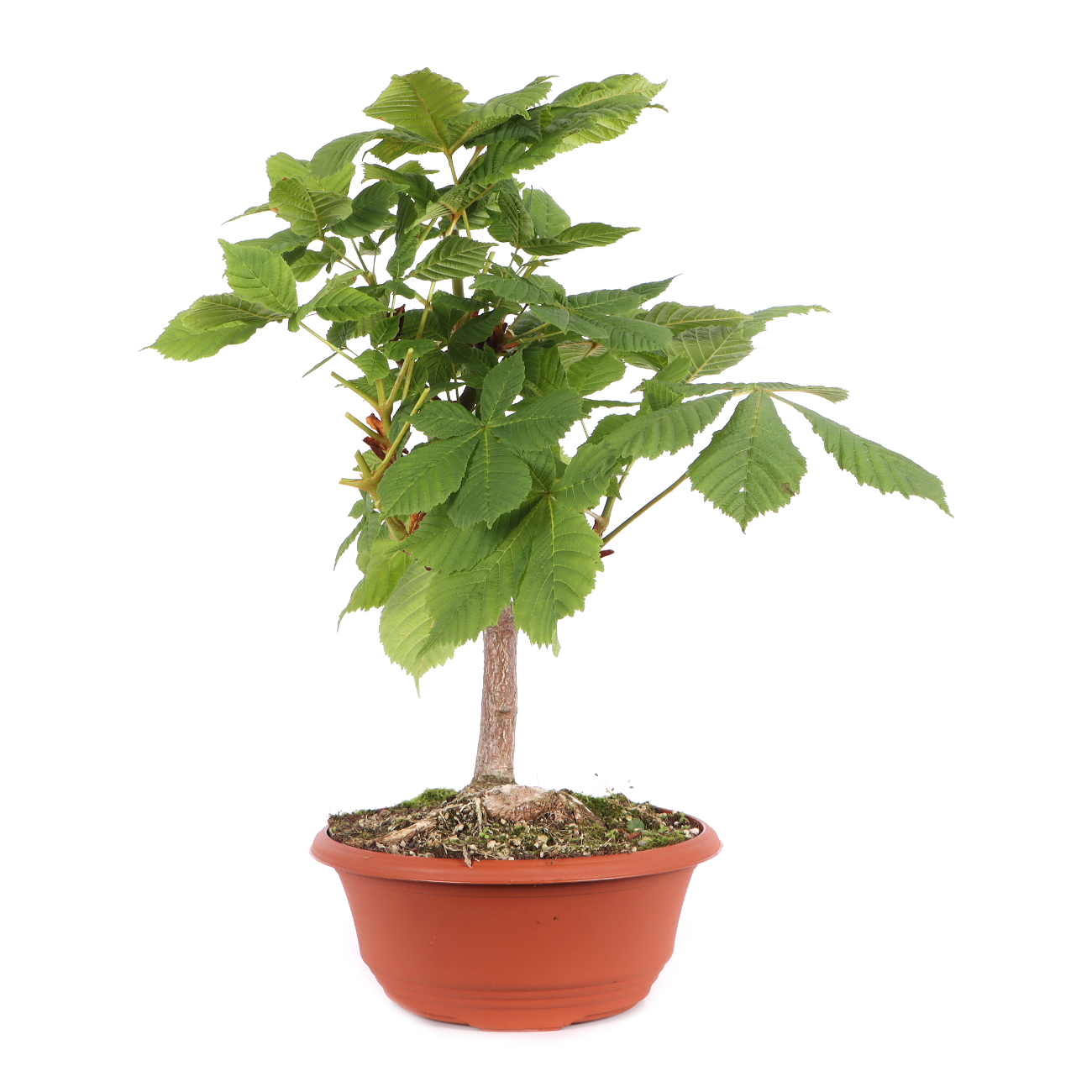 Aesculus hippocastanum