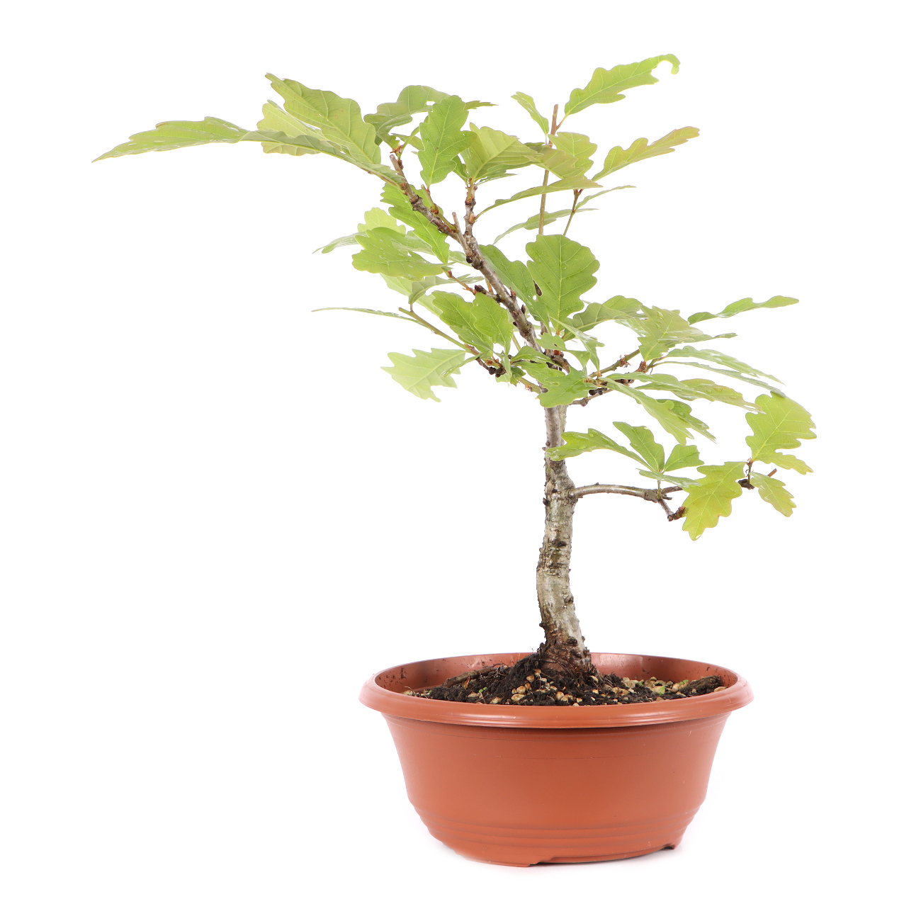 Quercus robur