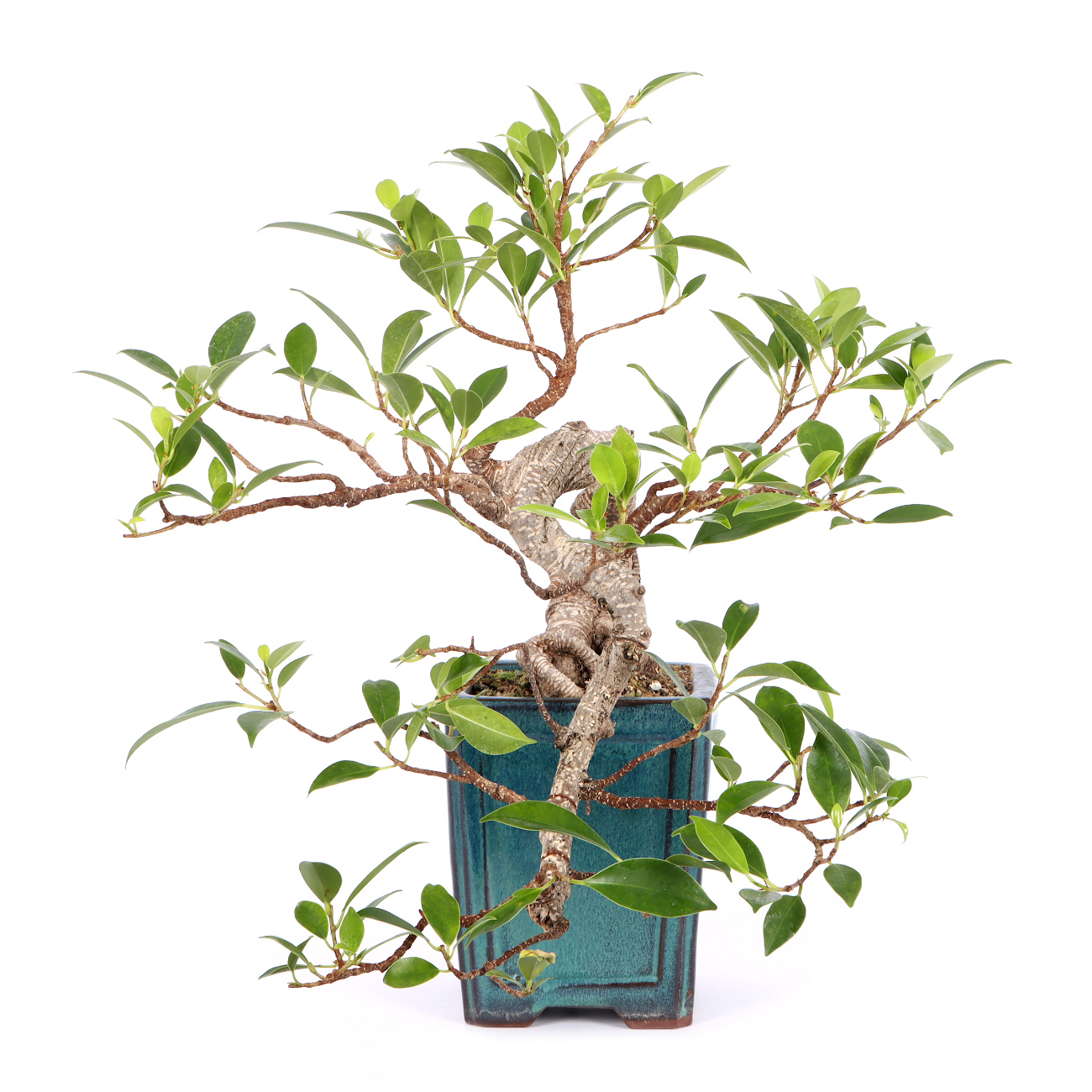 Seitenansicht rechts