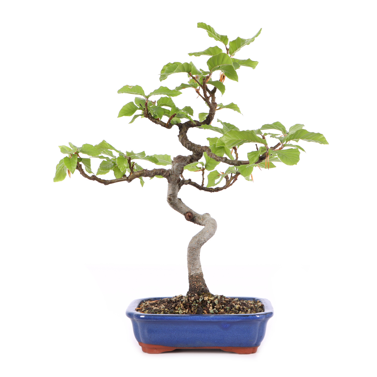 Fagus sylvatica