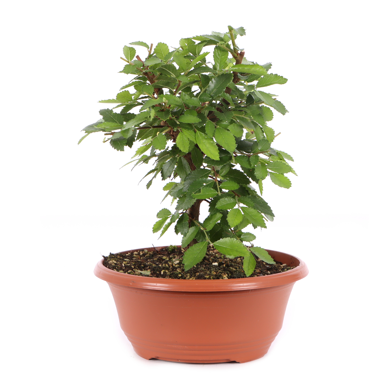 Ulmus japonica
