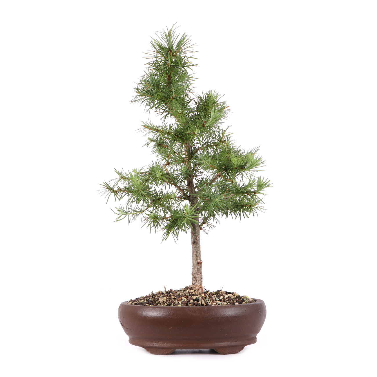 Larix kaempferi