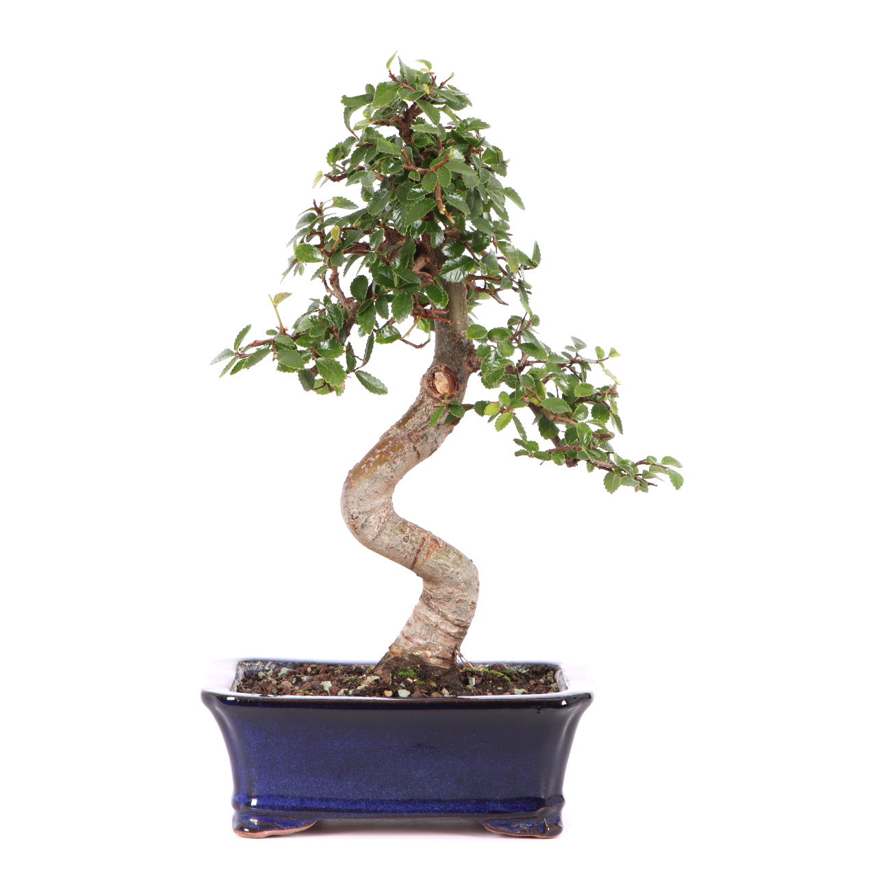 Ulmus parvifolia