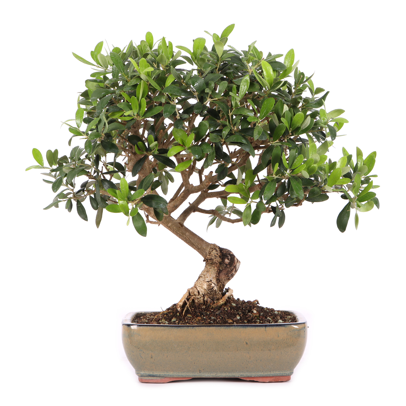 Olea europaea