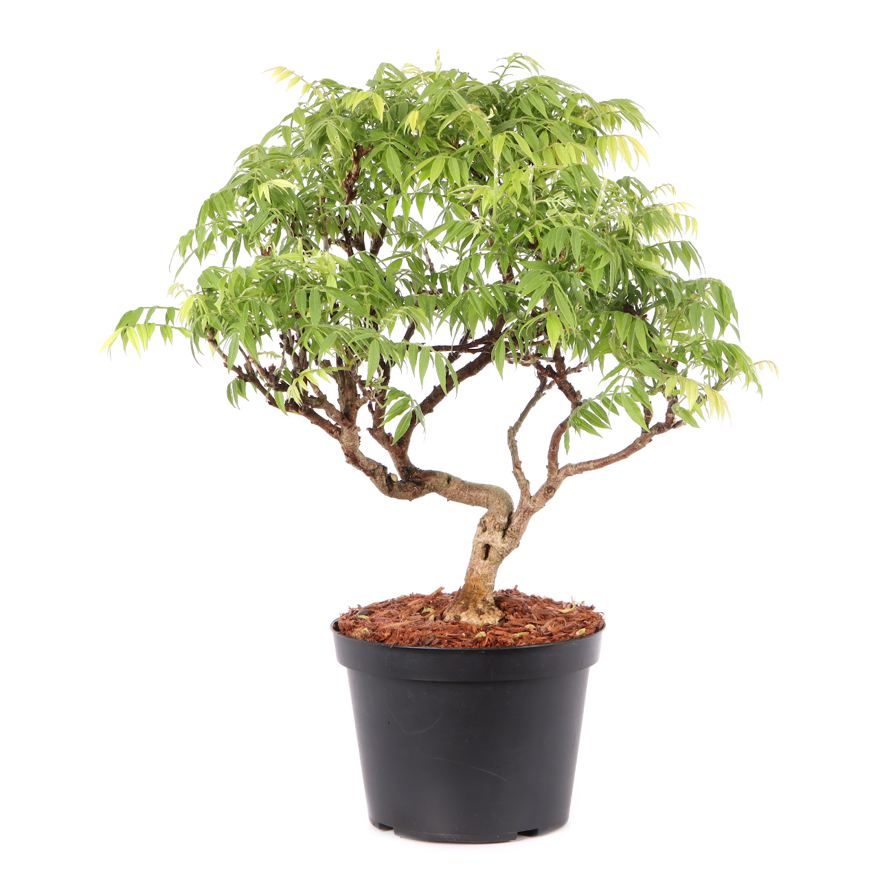Millettia japonica 'Hime Fuji'
