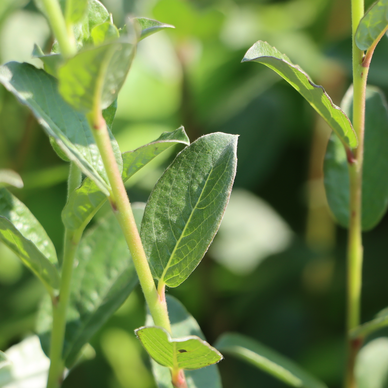 Salix repens var. nitida
