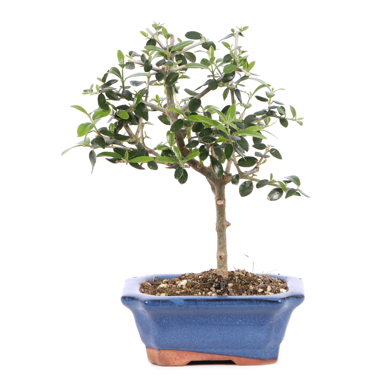 Olea europaea subsp. sylvestris