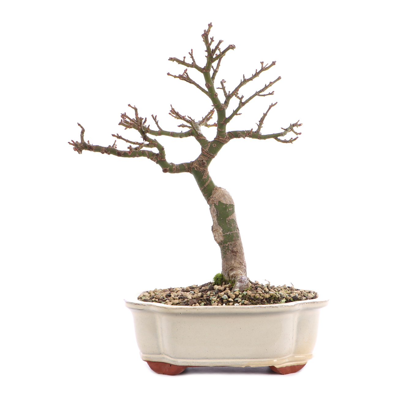 Acer palmatum 'Shishigashira'