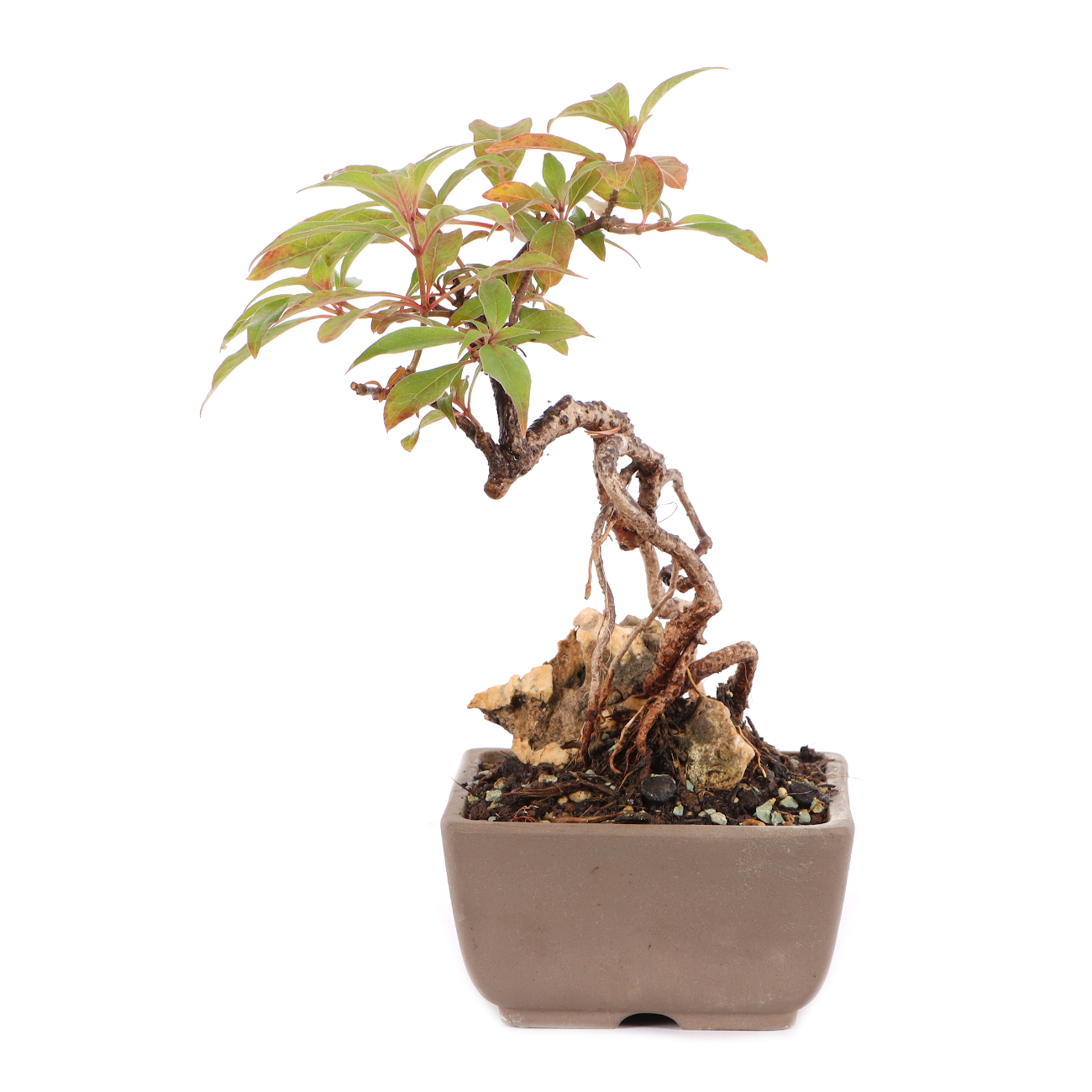 Hamelia patens