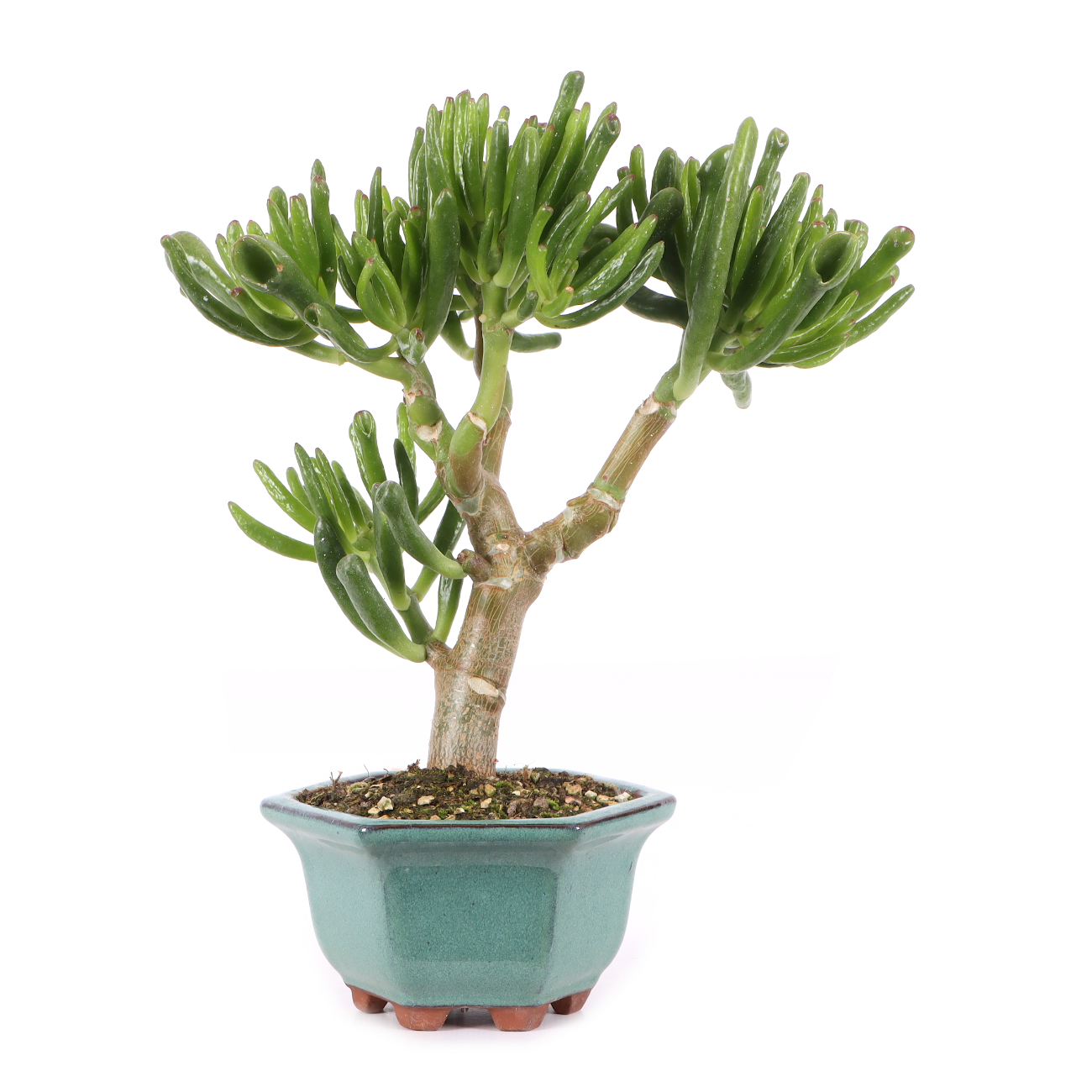 Crassula ovata 'Horn Tree'