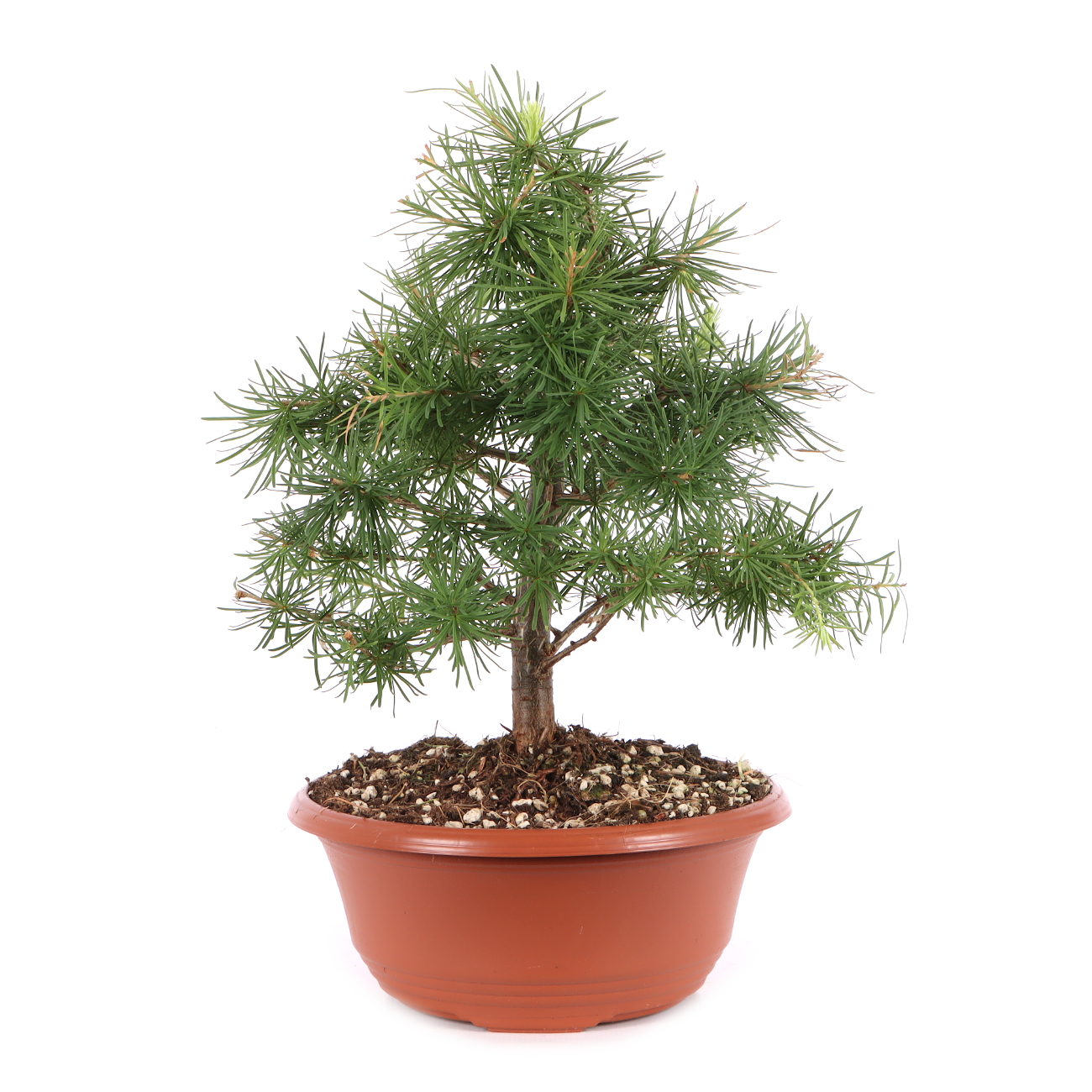 Larix decidua