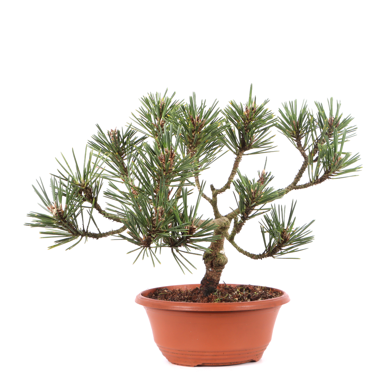 Pinus thunbergii 'Kotobuki'