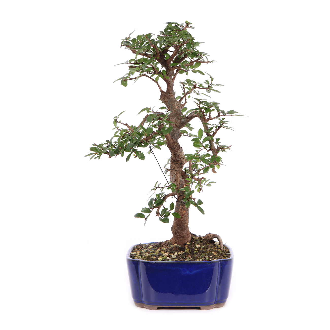 Seitenansicht rechts