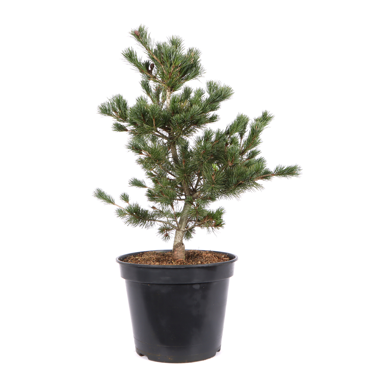 Pinus parviflora 'Negishi'