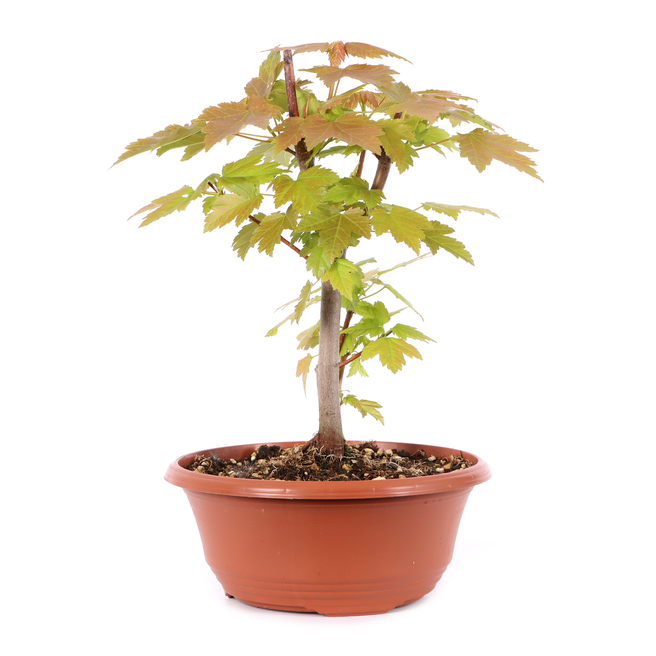 Acer rubrum 'October Glory'